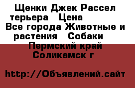 Щенки Джек Рассел терьера › Цена ­ 30 000 - Все города Животные и растения » Собаки   . Пермский край,Соликамск г.